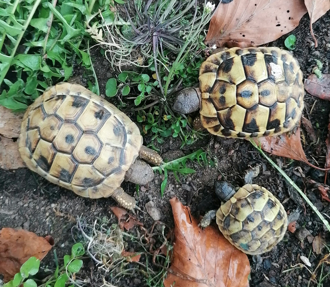 Griechische Landschildkröten NZ aus 25 und 24 abzugeben