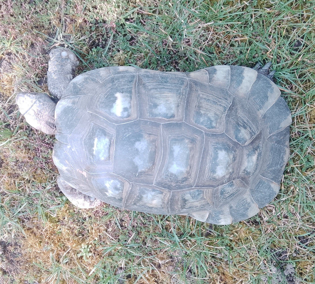 Testudo marginata Breitrand Landschildkröte