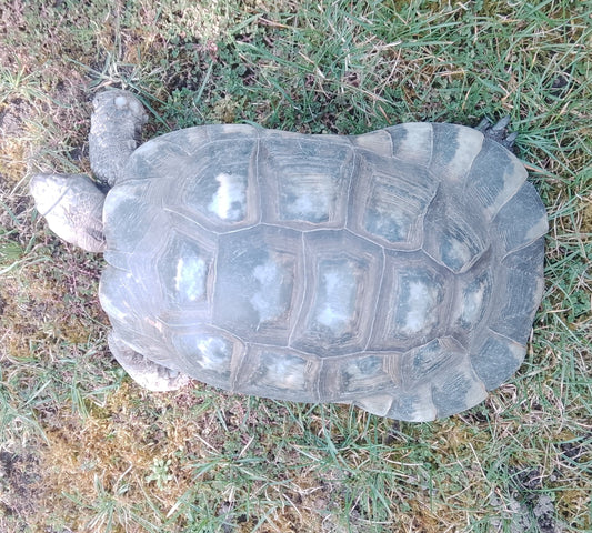 Testudo marginata Breitrand Landschildkröte