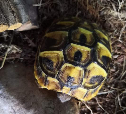 Griechische Landschildkröte NZ 25