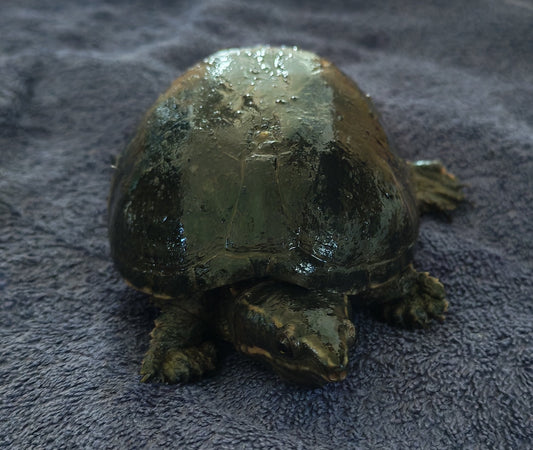 Moschusschildkröten abzugeben für umsonst