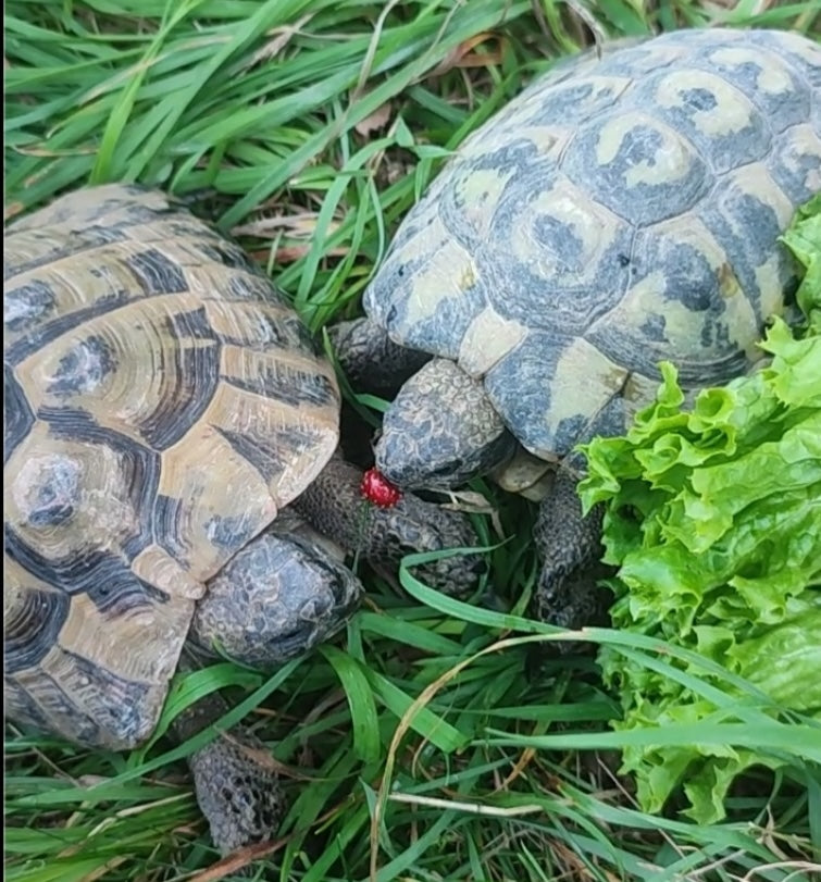 2 griechische Landschildkröten abzugeben