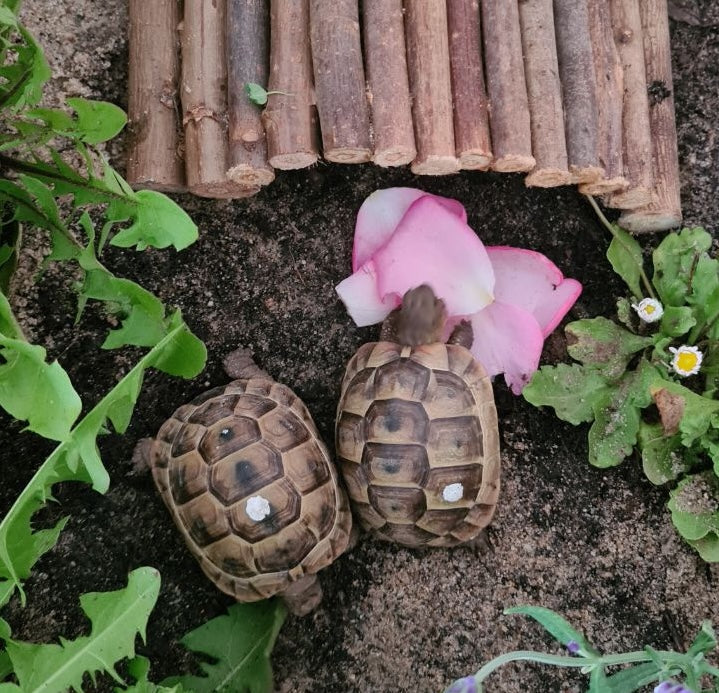 2 maurische Schildkröten zu adoptieren