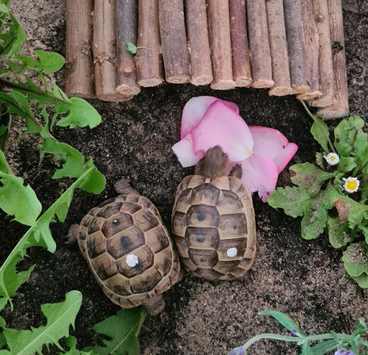 2 maurische Schildkröten zu adoptieren