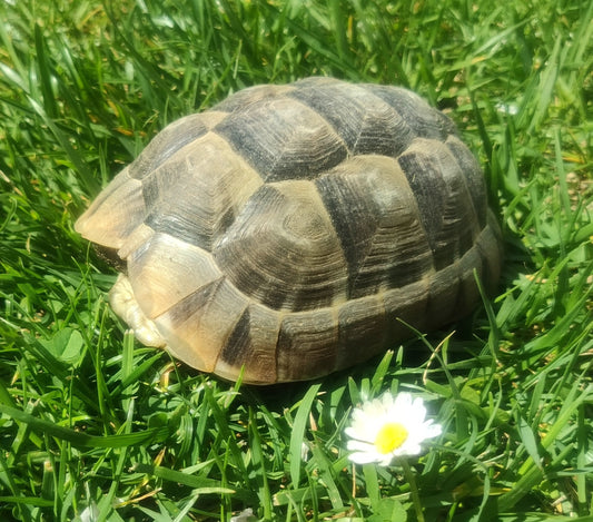 Maurische Landschildkröte