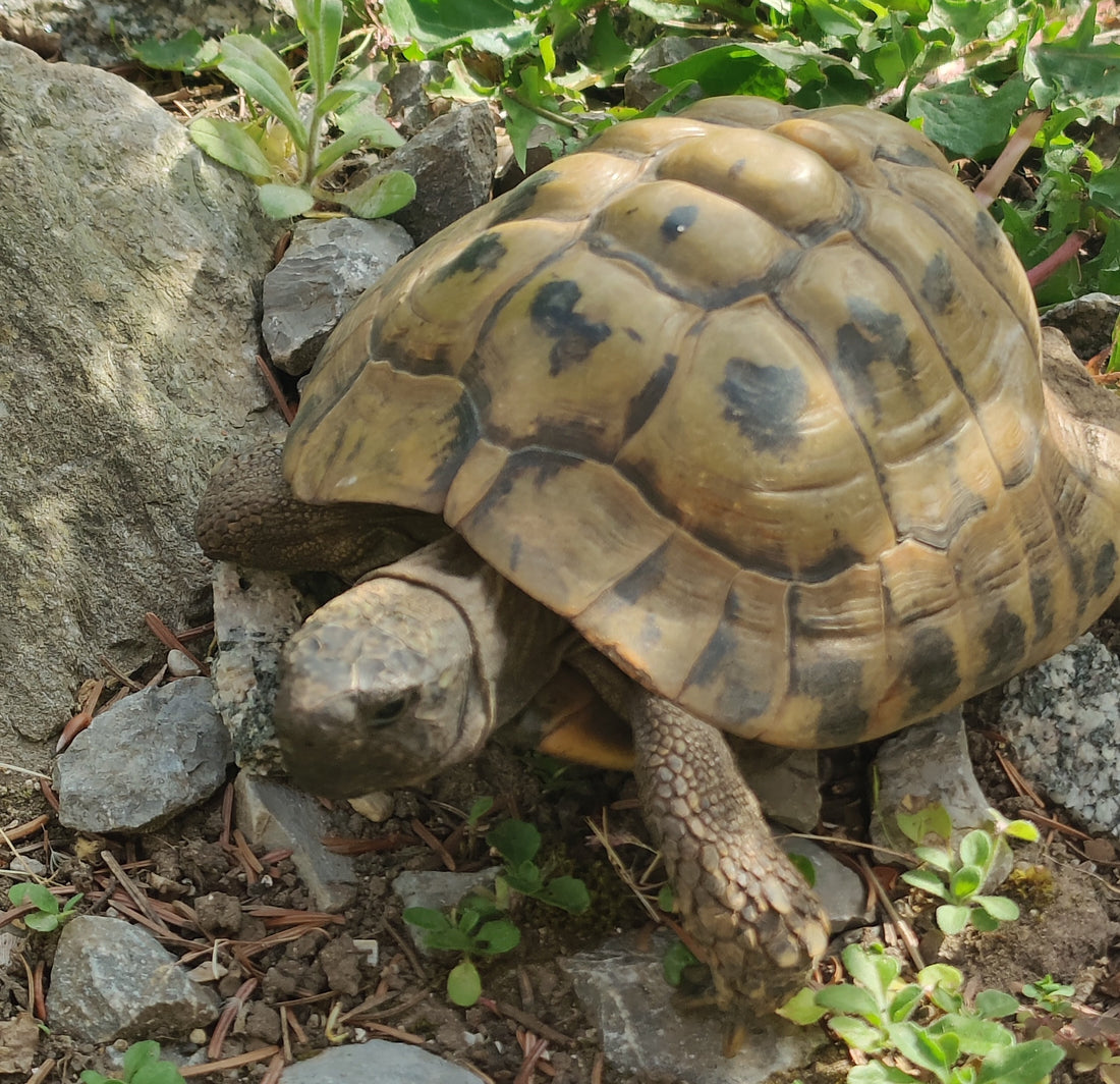 Griechische Landschildkröten abzugeben