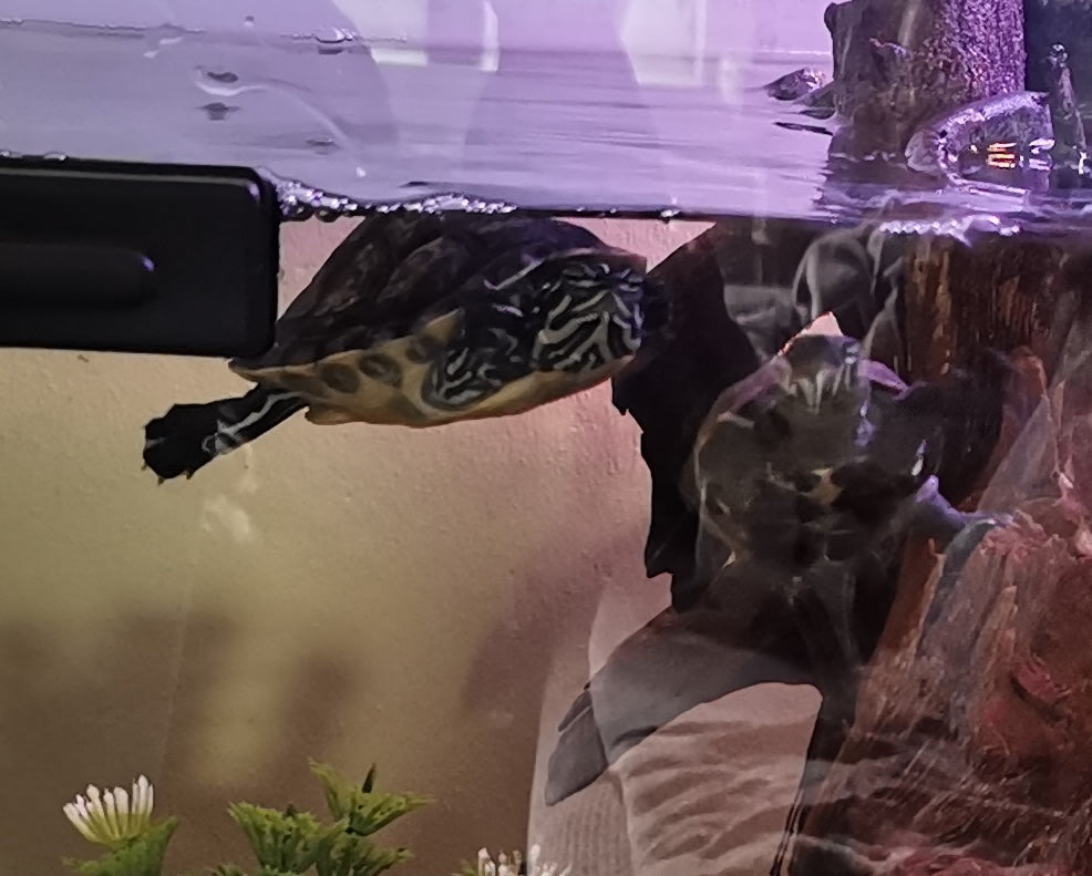 Schmuckschildkröten