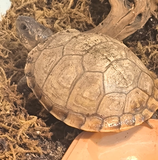 Dosenschildkröte zu verkaufen