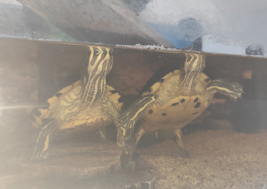 2 Gelbwangenschildkröten in verantwortungsvolle Hände abzugeben