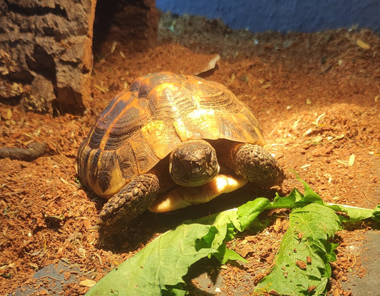 Griechische Landschildkröte, NZ 2022