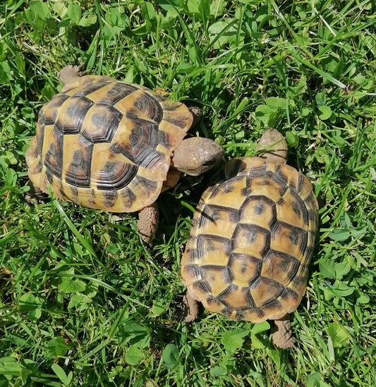 Griechische Landschildkröten aus 22 abzugeben