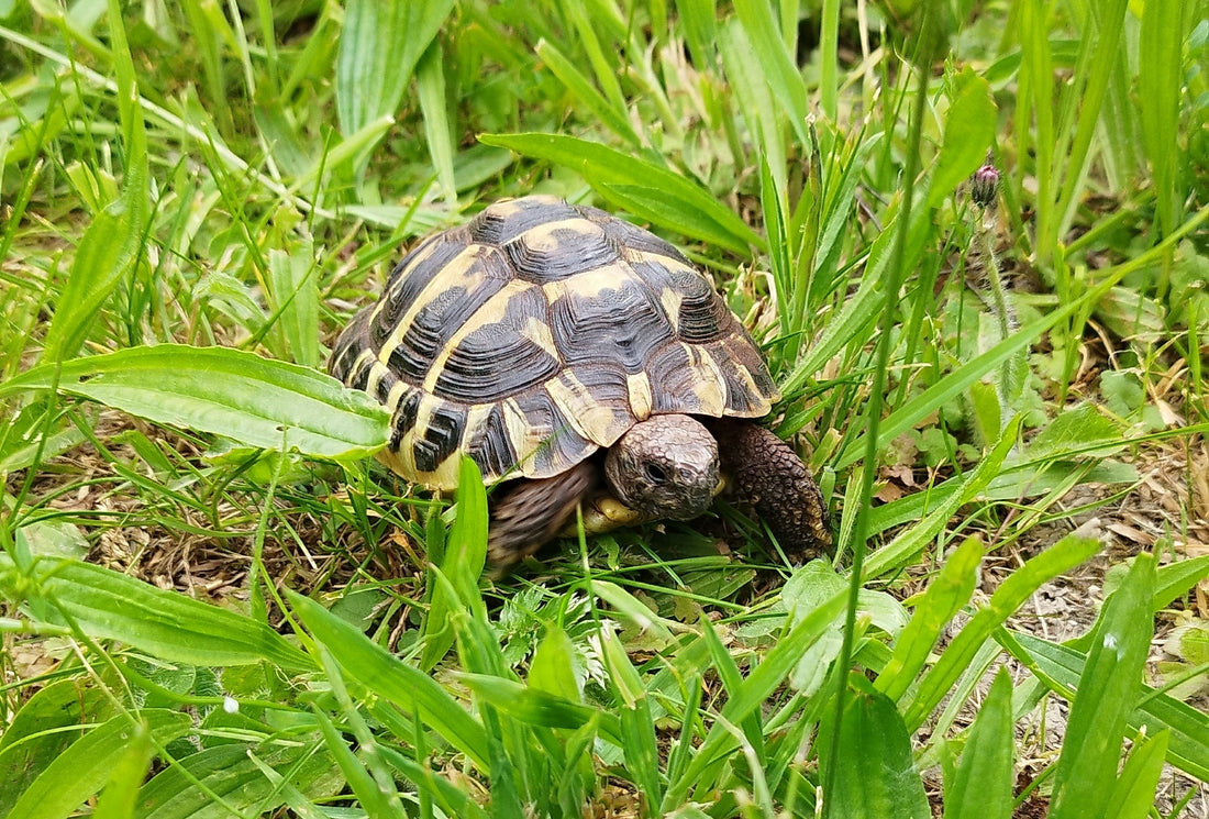 Griechische Landschildkröte NZ 2024
