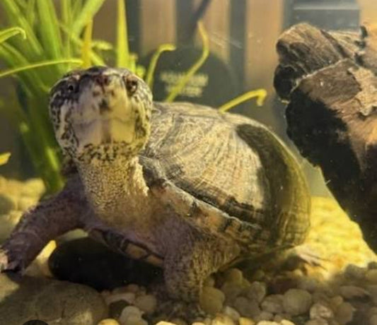 Moschussschildkröte Helga 2 jahre