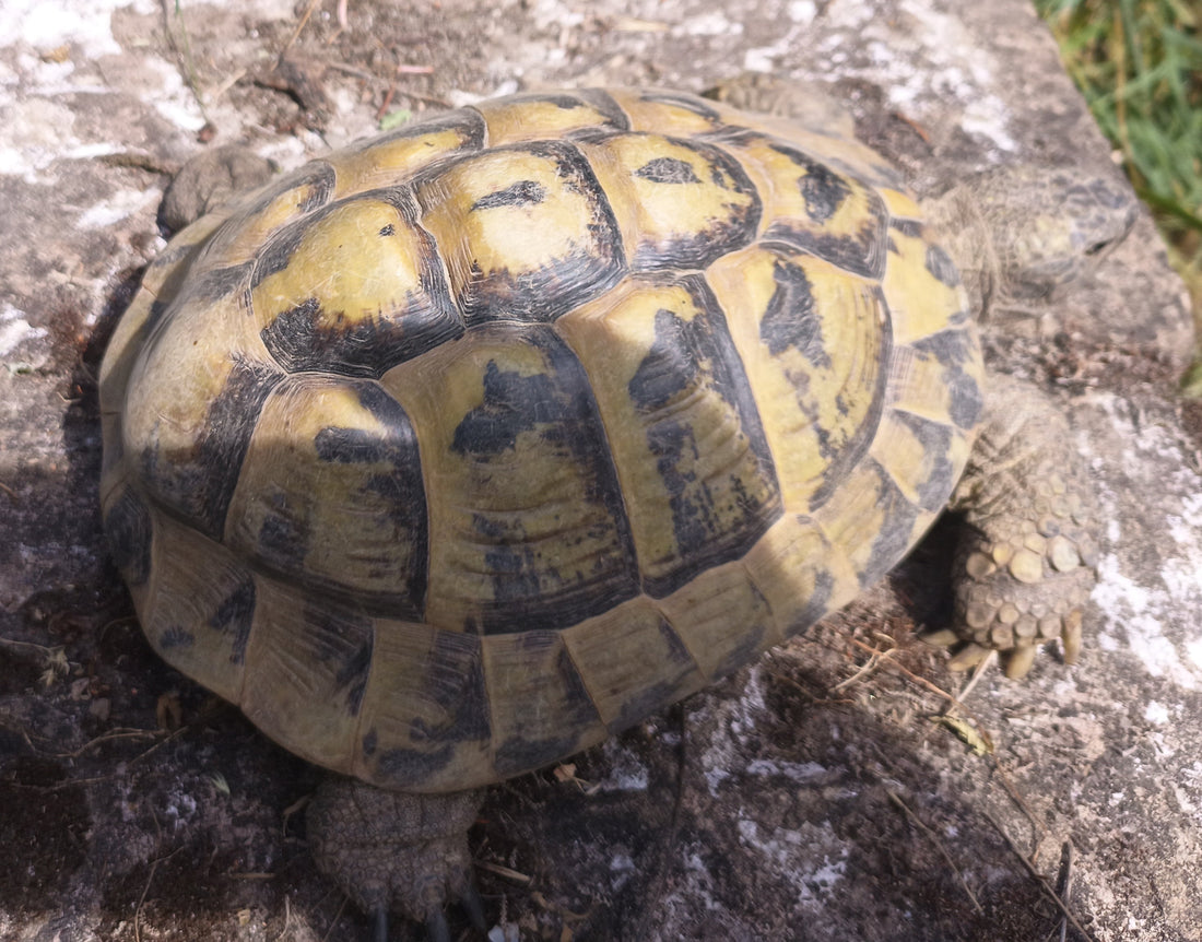 Griechische Landschildkröten
