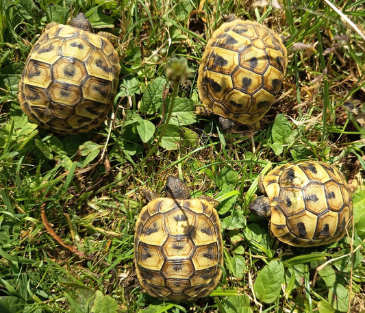 Griechische Landschildkröten