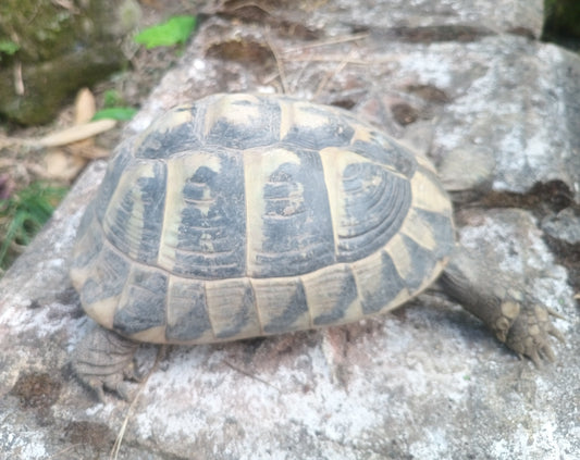 Griechische Landschildkröten
