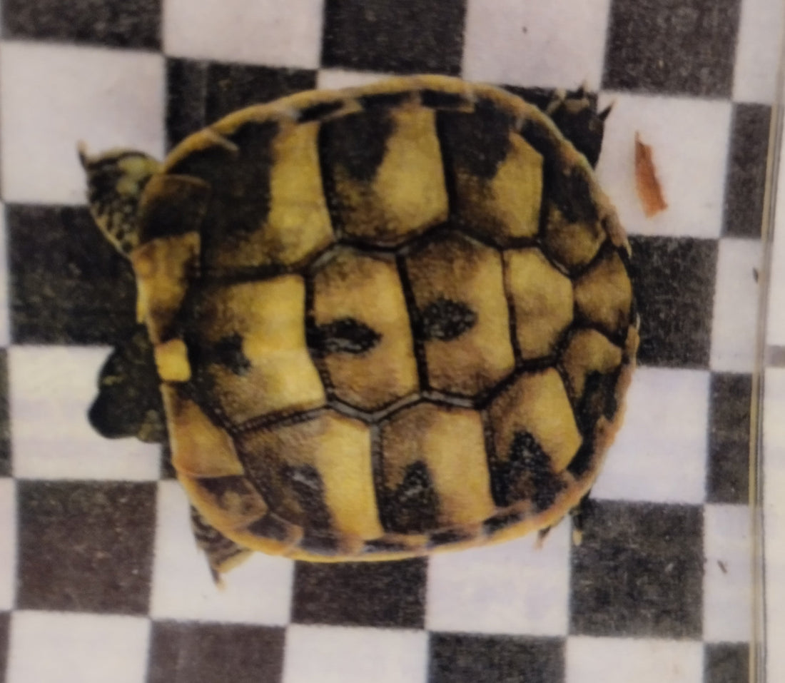 Zwei tolle griechische Landschildkröten mit Papieren
