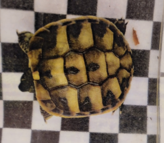 Zwei tolle griechische Landschildkröten mit Papieren