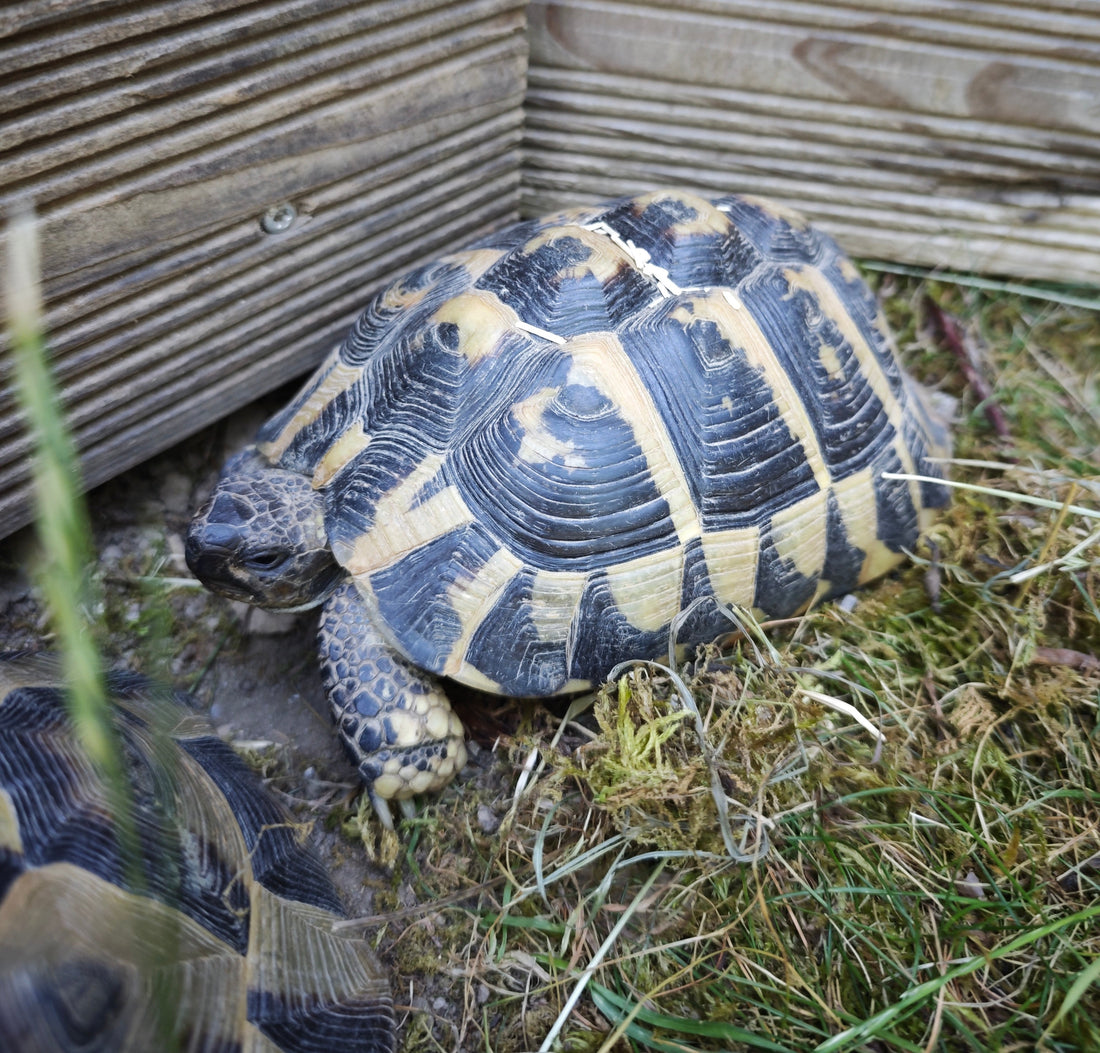 3 Schildkröten zu verkaufen