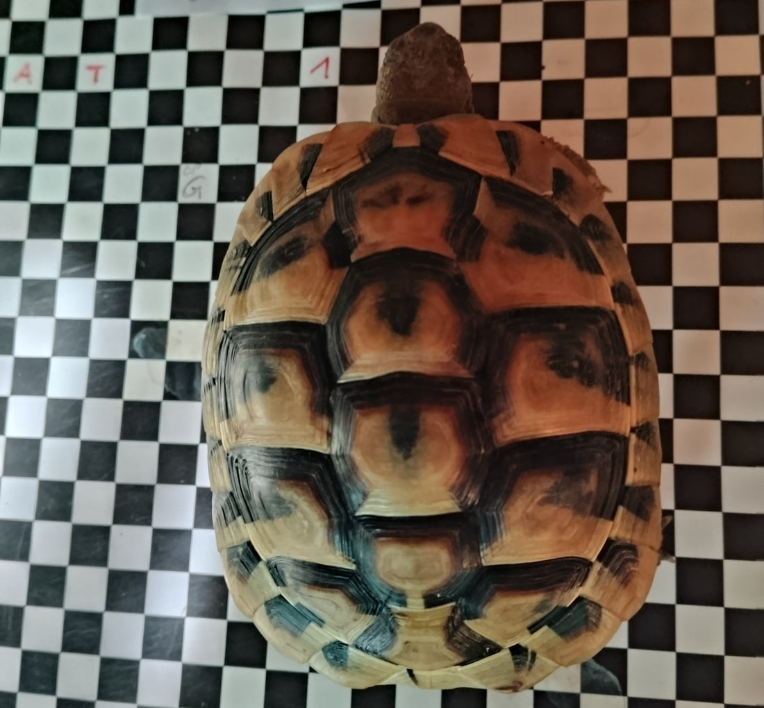 Griechische Landschildkröten NZ 2021/22