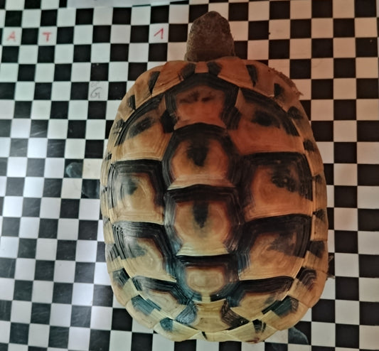 Griechische Landschildkröten NZ 2021/22