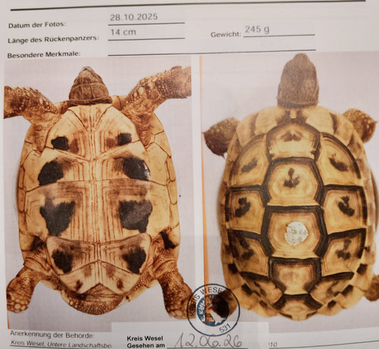 Griechische Landschildkröten aus eigener Nachzucht abzugeben