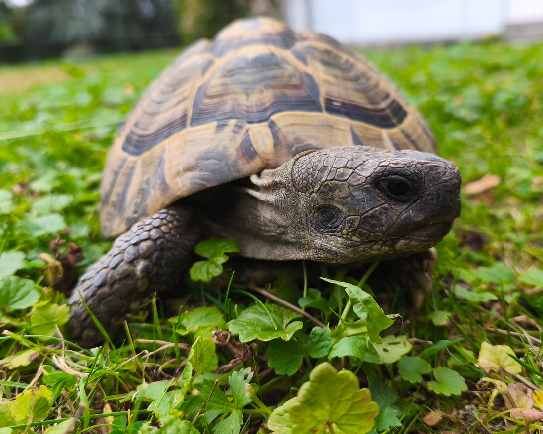„Charlie“, 21 Jahre - Griechische Landschildkröte inkl. CITES abzugeben
