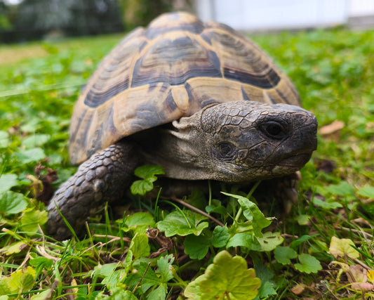 „Charlie“, 21 Jahre - Griechische Landschildkröte inkl. CITES abzugeben