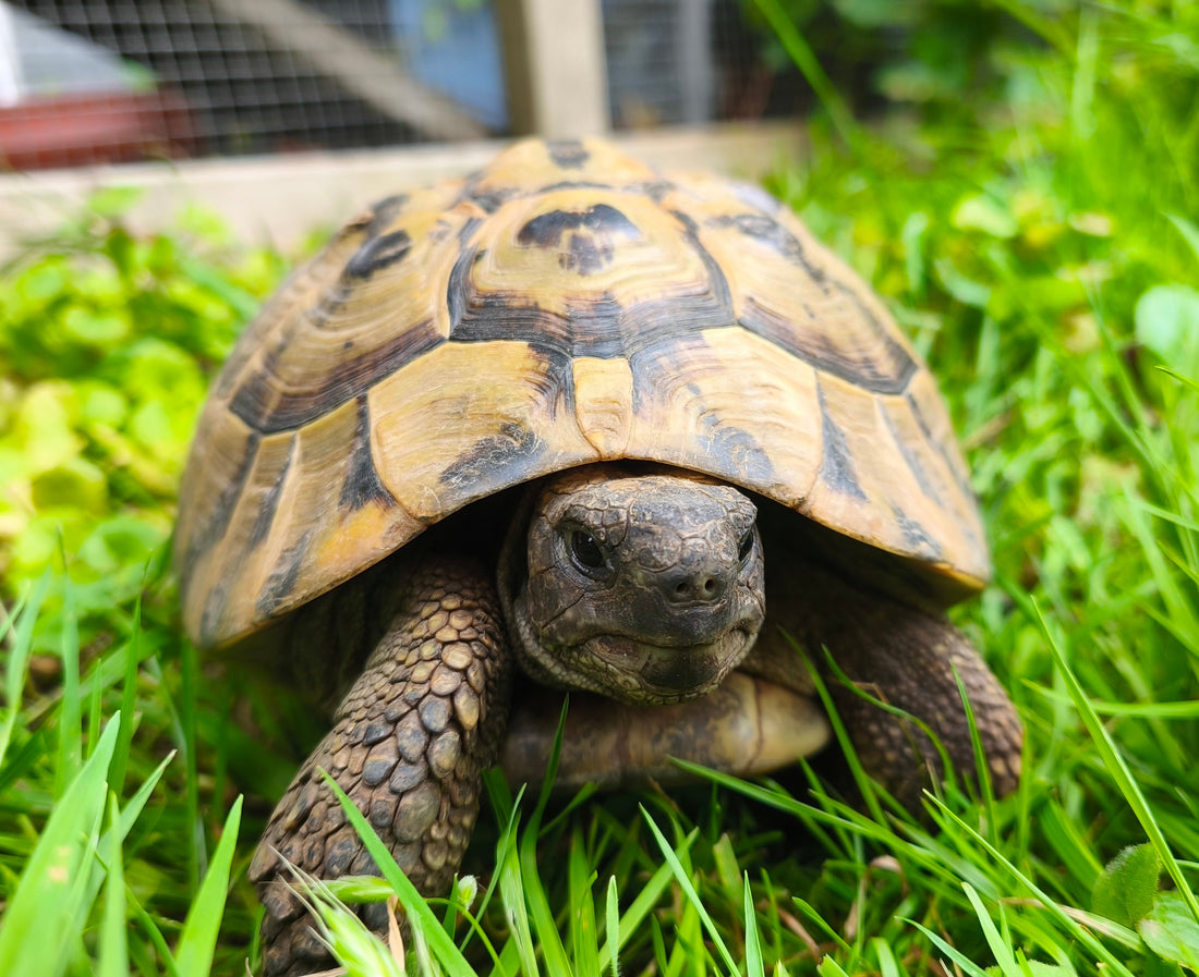 „Hannibal“, 24 Jahre - Griechische Landschildkröte inkl. CITES abzugeben