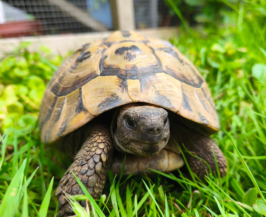 „Hannibal“, 24 Jahre - Griechische Landschildkröte inkl. CITES abzugeben