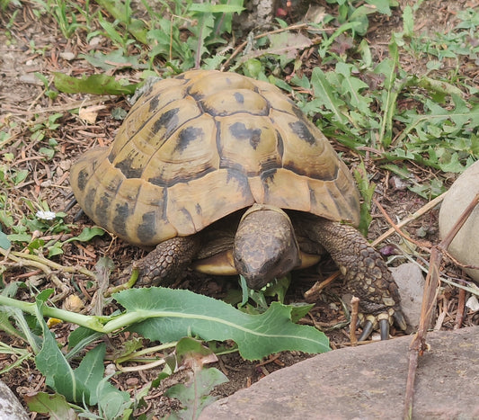 Griechische Landschildkröten