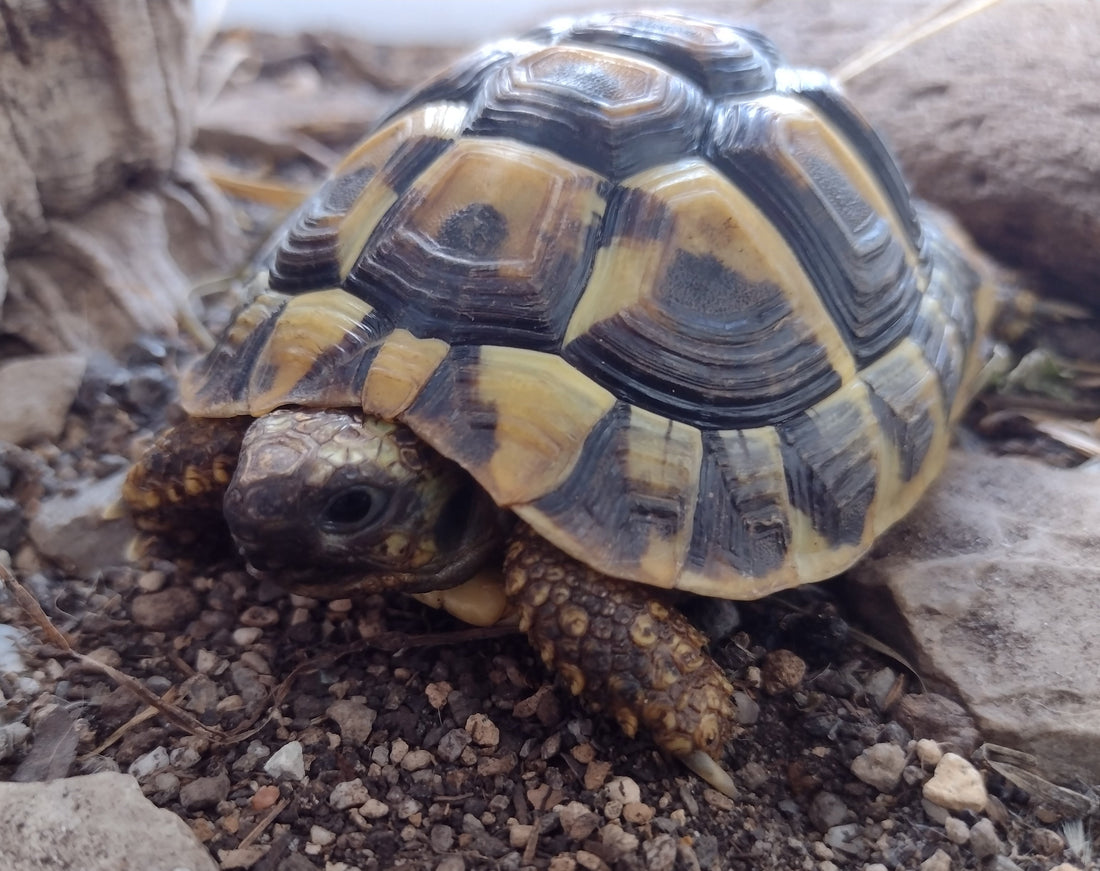 Griechische Landschildkröten NZ 2024 zu verkaufen