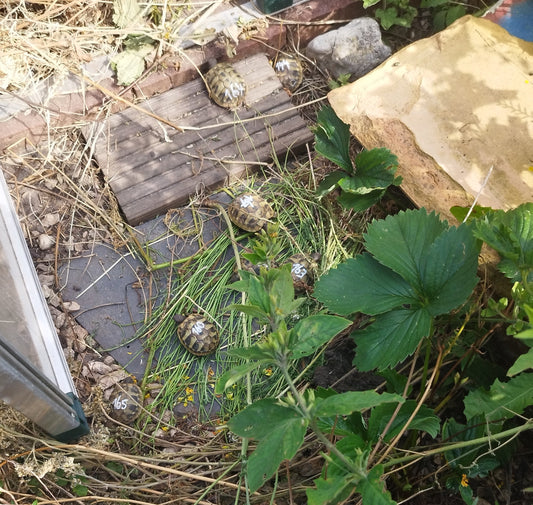 Griechische Landschildkröten NZ2025