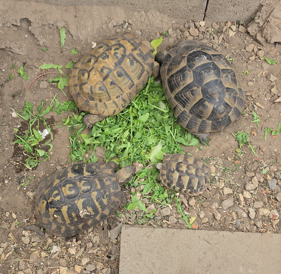 Landschildkröten zu verkaufen