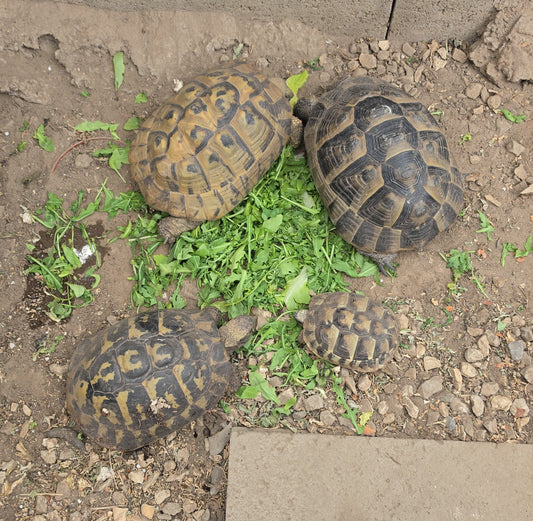 Landschildkröten zu verkaufen