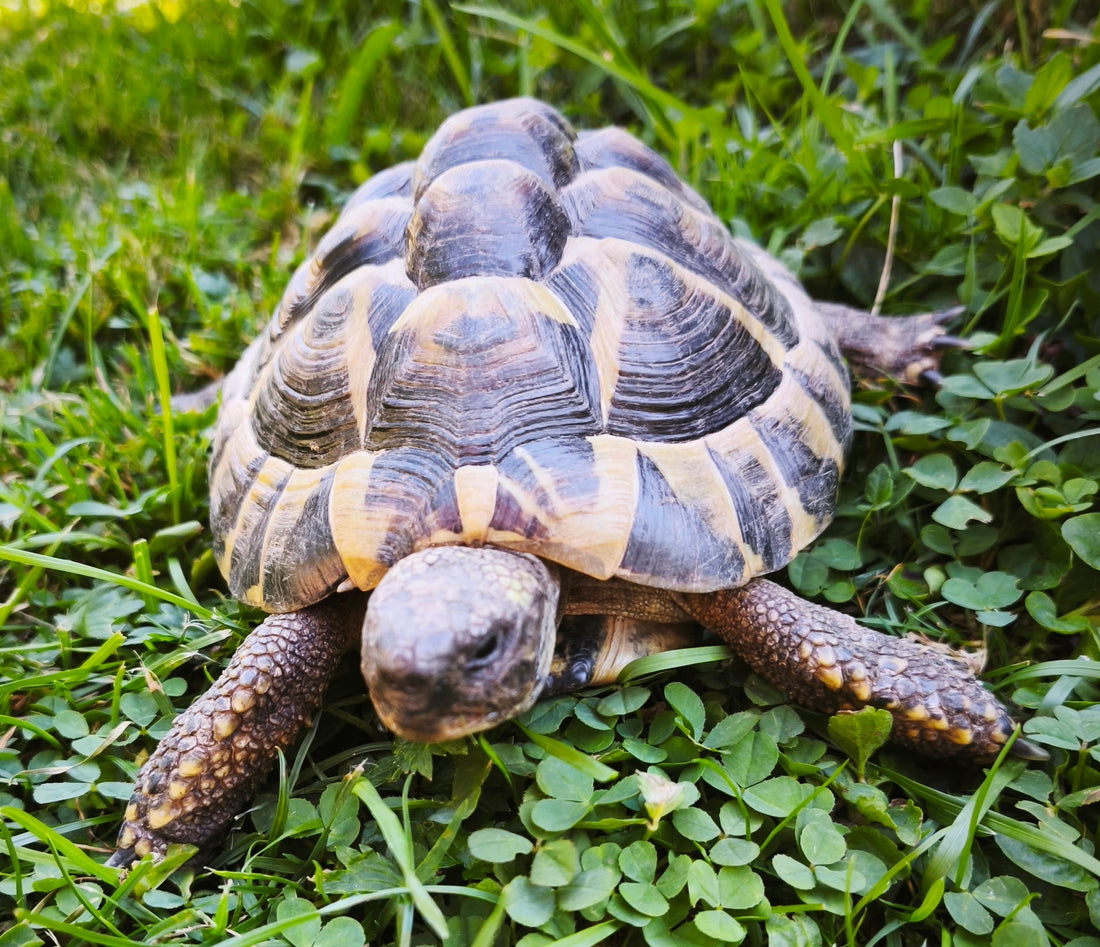 Griechische Landschildkröten männlich