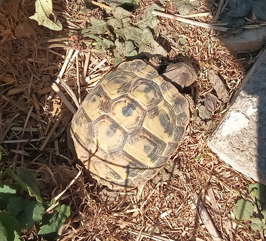 T.hercegovinensis zu verkaufen
