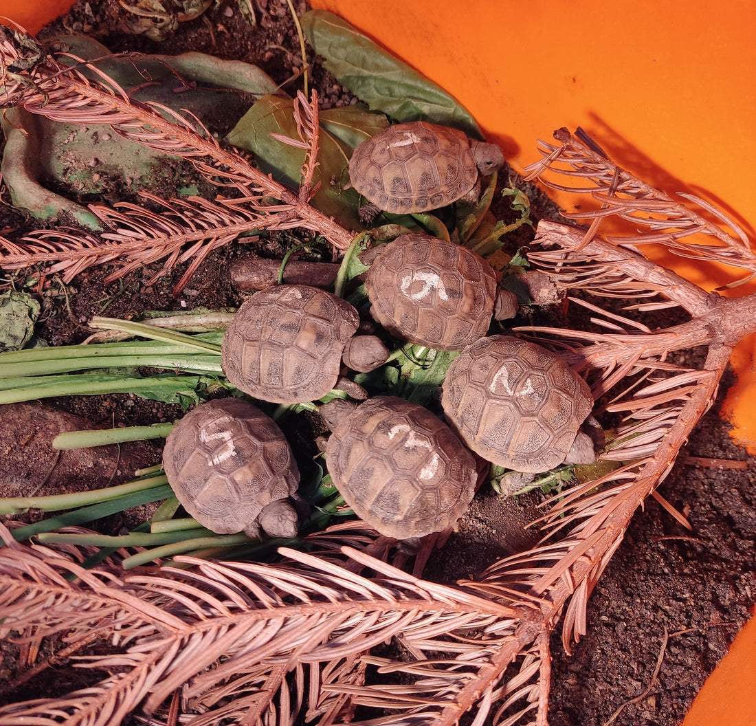 Biete 6 Griechische Landschildkröten Schlupf 8.2026