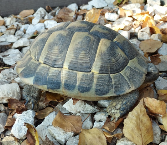 Griechische Landschildkröten NZ 2019 zu verkaufen