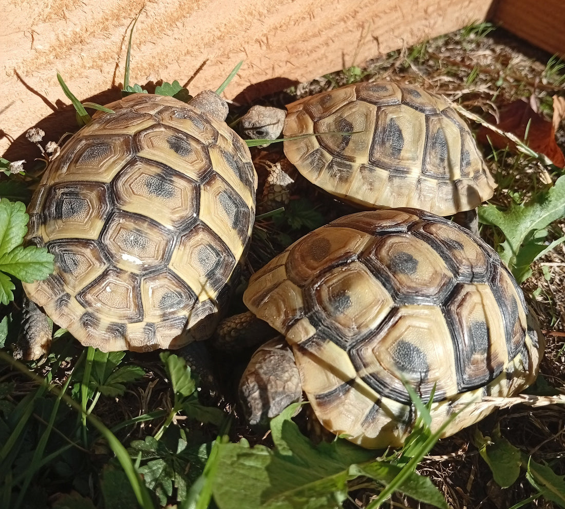 3 weibl. griechische Landschildkröten 2024 aus Hobbyhaltung