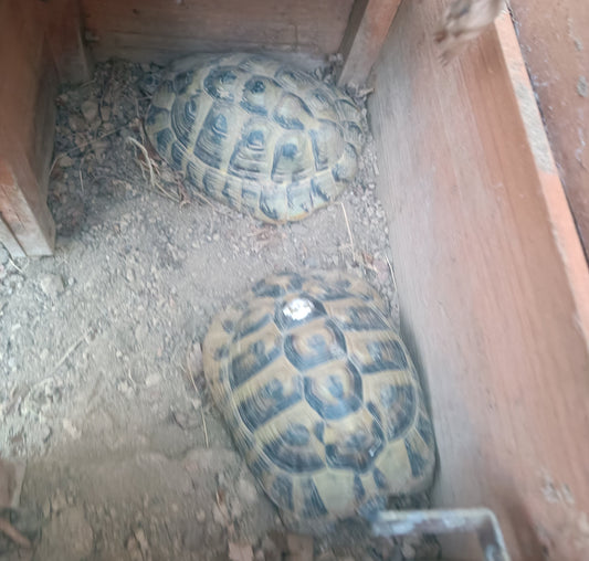 2 weibliche Griechische Landschildkröten zum Verkauf