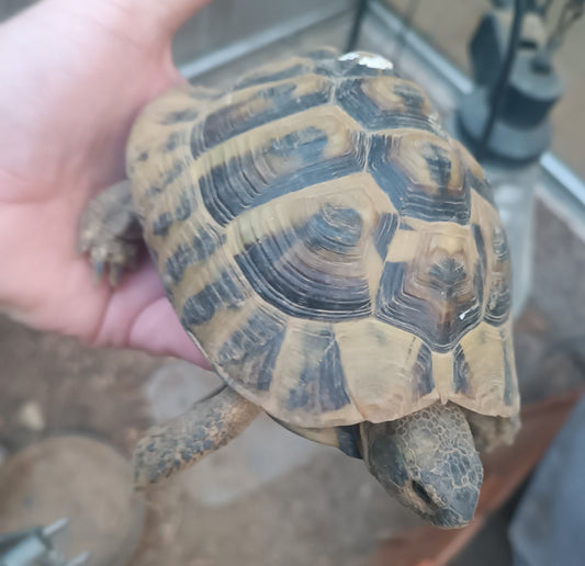 2 Griechische Landschildkröten zum Verkauf