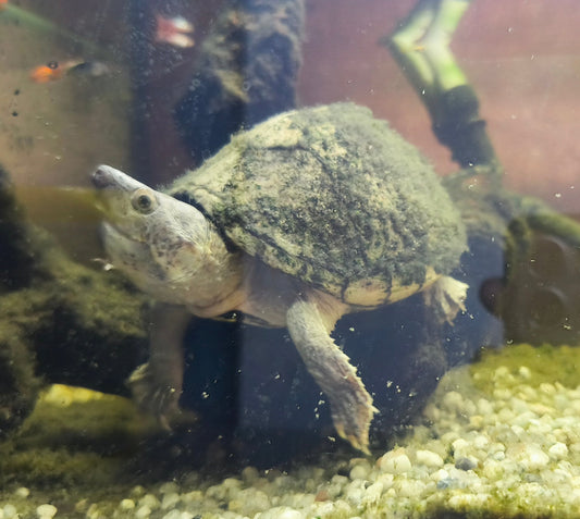 Kleine Dach-Moschusschildkröte (Sternotherus carinatus) abzugeben – Komplettset mit Guppies & Technik möglich