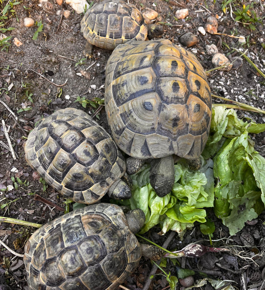 Griechische Landschildkröten
