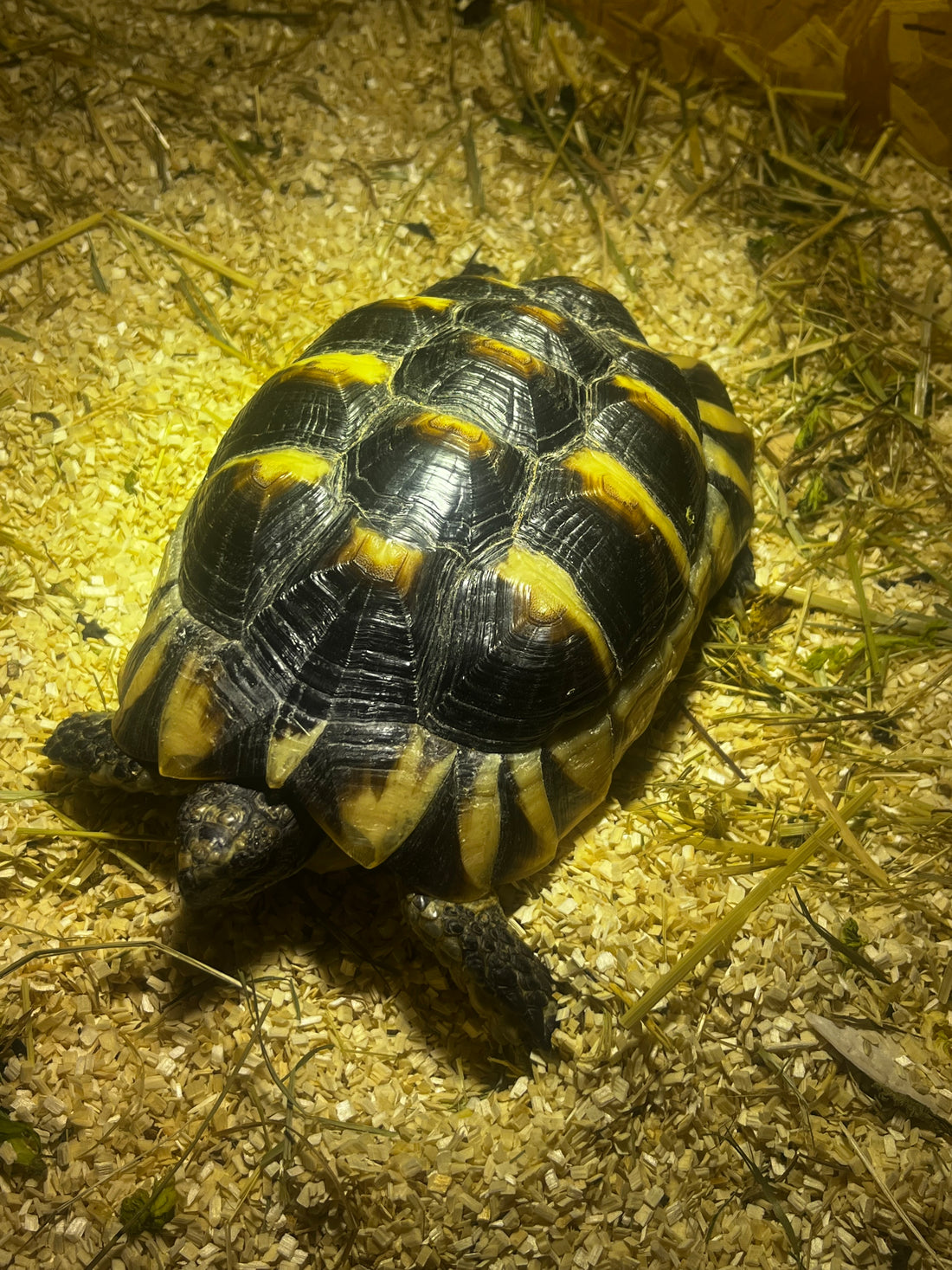 Zwei Landschildkröten