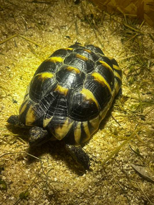 Zwei Landschildkröten