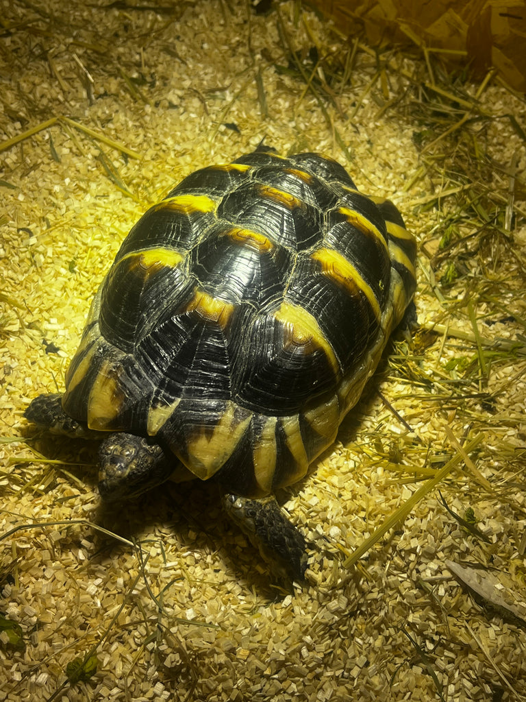 Zwei Landschildkröten