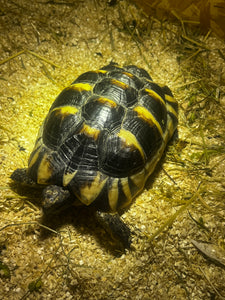 Zwei Landschildkröten
