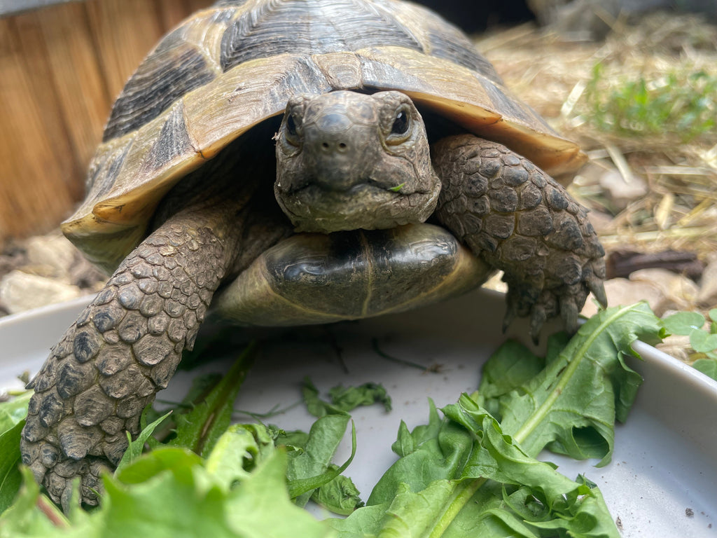 Zuhause gesucht - Griechische Landschildkröte Männchen aus 2019
