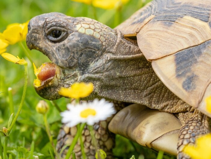 Suche Griechische Landschildkröten (gerne auch Jungtiere)